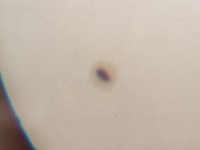 Fig 4. Sunspot, 06:15 UT.