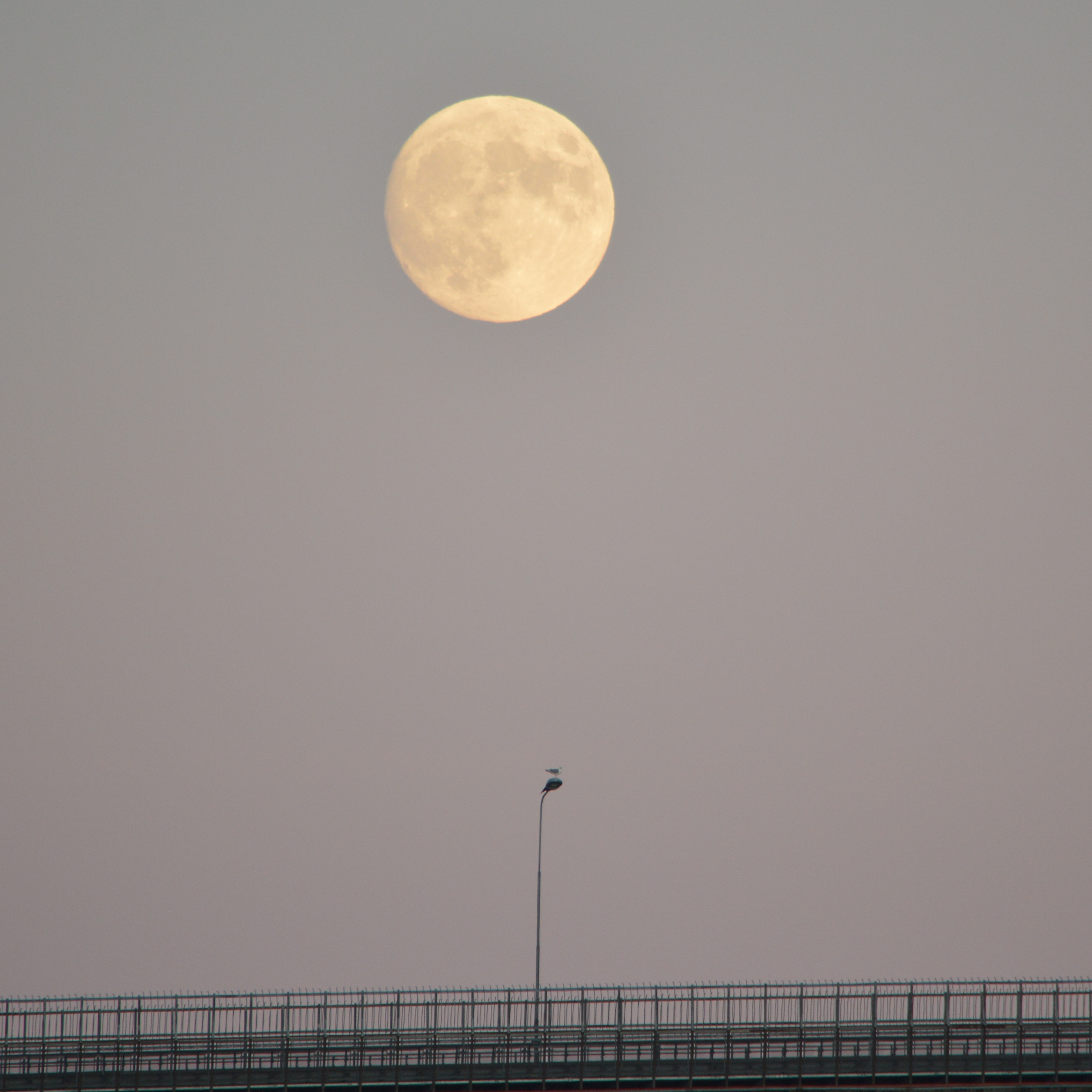 20180130_full_moon_over_Tromso_Bridge_PJW.jpg